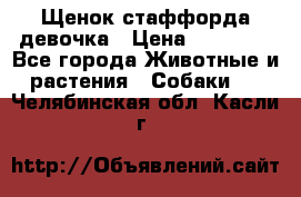 Щенок стаффорда девочка › Цена ­ 20 000 - Все города Животные и растения » Собаки   . Челябинская обл.,Касли г.